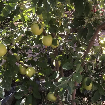 Diamond Stone Wooden