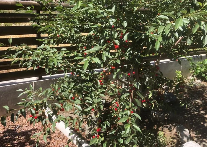 Prázdninový dům Diamond Stone Wooden Chandria